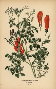 Chilijski kwiat chwały, Eccremocarpus scaber. autorstwa Désiré Georges Jean Marie Bois