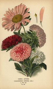 Odmiany astry chińskie, Callistephus x sinensis. autorstwa Désiré Georges Jean Marie Bois