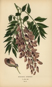 Wisteria chińska, Wisteria sinensis. autorstwa Désiré Georges Jean Marie Bois