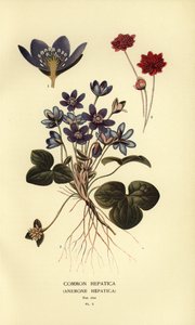 Przylaszczka pospolita, Przylaszczka Zawilec. autorstwa Désiré Georges Jean Marie Bois