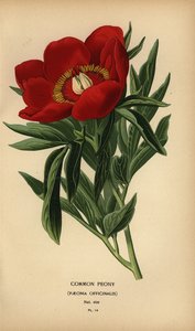 Piwonia zwyczajna, Paeonia officinalis. autorstwa Désiré Georges Jean Marie Bois