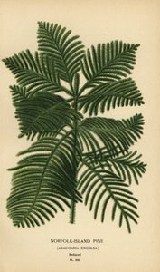 Sosna kucharska, Araucaria columnaris. (sosna norfolk, Araucaria excelsa). Chromolithograph z ilustracji Desire Bois z filmu Ulubione kwiaty ogrodu i szklarni Edwarda Stepa, Frederick Warne, Londyn