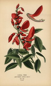 Drzewo koralowe, Erythrina crista-galli. autorstwa Désiré Georges Jean Marie Bois