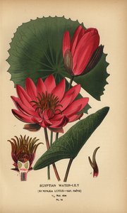 Egipska lilia wodna, lotos Nymphaea. autorstwa Désiré Georges Jean Marie Bois