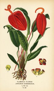 Kwiat flaminga, Anthurium scherzerianum. Chromolithograph z ilustracji Desire Bois z filmu Ulubione kwiaty ogrodu i szklarni Edwarda Stepa, Frederick Warne, Londyn autorstwa Désiré Georges Jean Marie Bois