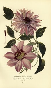 Odmiany ogrodowe powojników. autorstwa Désiré Georges Jean Marie Bois