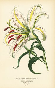Lilia japońska lub yamayuri, Lilium auratum. Chromolithograph z ilustracji Desire Bois z filmu Ulubione kwiaty ogrodu i szklarni Edwarda Stepa, Frederick Warne, Londyn