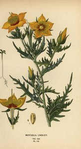 Złota bartonia lub płonąca gwiazda Lindleya, Mentzelia lindleyi autorstwa Désiré Georges Jean Marie Bois