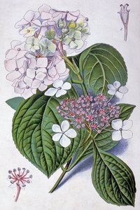 Hortensja, początek XX wieku (ilustracja) autorstwa Désiré Georges Jean Marie Bois