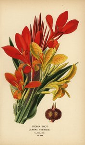 Indian shot, hybrydy Canna indica. Chromolithograph z ilustracji Desire Bois z filmu Ulubione kwiaty ogrodu i szklarni Edwarda Stepa, Frederick Warne, Londyn autorstwa Désiré Georges Jean Marie Bois