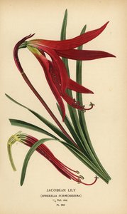 Lilia Jakubowa, Sprekelia formosissima. Chromolithograph z ilustracji Desire Bois z filmu Ulubione kwiaty ogrodu i szklarni Edwarda Stepa, Frederick Warne, Londyn autorstwa Désiré Georges Jean Marie Bois
