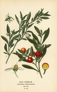 Wiśnia jerozolimska, Solanum pseudocapsicum var. diflores