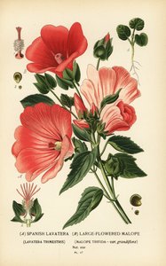 Lavatera trimestris i Malope trifida. autorstwa Désiré Georges Jean Marie Bois