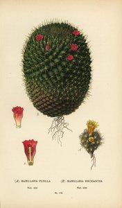 Mammillaria prolifera i Mammillaria rhodantha. autorstwa Désiré Georges Jean Marie Bois
