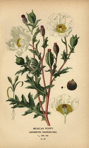 Mak meksykański, Argemone grandiflora. autorstwa Désiré Georges Jean Marie Bois