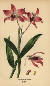 Szlachetna orchidea dendrobium, dendrobium nobile. Chromolithograph z ilustracji Desire Bois z filmu Ulubione kwiaty ogrodu i szklarni Edwarda Stepa, Frederick Warne, Londyn autorstwa Désiré Georges Jean Marie Bois