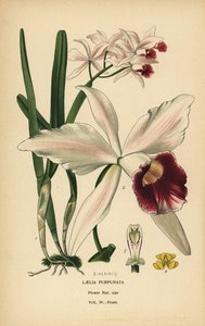 Purpurowa orchidea laelia, Cattleya purpurata (Laelia purpurata). Chromolitografia z ilustracji B. Herincqa z książki Ulubione kwiaty ogrodu i szklarni Edwarda Stepa, Frederick Warne, Londyn autorstwa Désiré Georges Jean Marie Bois