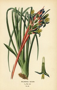 Roślina łez królowej, Billbergia nutans. Chromolithograph z ilustracji Desire Bois z filmu Ulubione kwiaty ogrodu i szklarni Edwarda Stepa, Frederick Warne, Londyn autorstwa Désiré Georges Jean Marie Bois