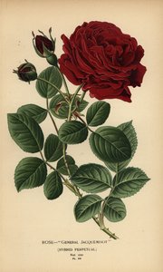 Rose General Jacqueminot, hybryda wieczysta. autorstwa Désiré Georges Jean Marie Bois