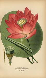 Święta fasola lub lotos indyjski, Nelumbo nucifera. autorstwa Désiré Georges Jean Marie Bois