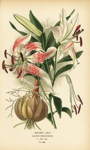Efektowna lilia, Lilium speciosum. Chromolithograph z ilustracji Desire Bois z filmu Ulubione kwiaty ogrodu i szklarni Edwarda Stepa, Frederick Warne, Londyn autorstwa Désiré Georges Jean Marie Bois