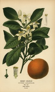Słodka pomarańcza, Citrus x aurantium. autorstwa Désiré Georges Jean Marie Bois