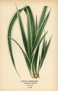 Tahitańska sosna, Pandanus tectorius (sosna Veitcha, Pandanus veitchii). Chromolithograph z ilustracji Desire Bois z filmu Ulubione kwiaty ogrodu i szklarni Edwarda Stepa, Frederick Warne, Londyn autorstwa Désiré Georges Jean Marie Bois