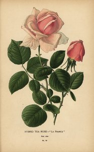 Hybryda róży herbacianej, La France, Rosa × odorata. autorstwa Désiré Georges Jean Marie Bois
