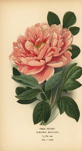 Piwonia drzewiasta, Paeonia moutan. autorstwa Désiré Georges Jean Marie Bois