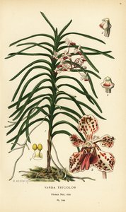 Wanda trójkolorowa orchidea. Chromolitografia z ilustracji B. Herincqa z książki Ulubione kwiaty ogrodu i szklarni Edwarda Stepa, Frederick Warne, Londyn autorstwa Désiré Georges Jean Marie Bois