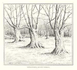 Monkswood, Epping Forest (litografia) autorstwa Duncan Moul