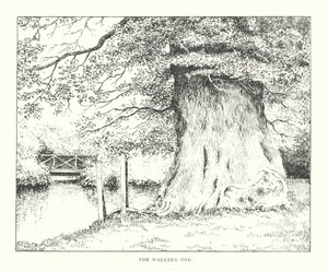 The Walkern Oak (litografia) autorstwa Duncan Moul