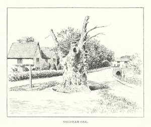 Yeldham Oak (litografia) autorstwa Duncan Moul