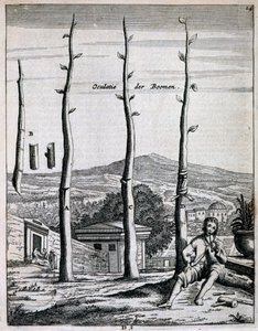 Drzewa owocowe, z De Nederlandze Hesperides autorstwa Jana Commelina, opublikowane w 1676 r. autorstwa Dutch School