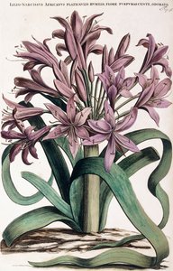 Lillio-Narcissus , 1697-1701 autorstwa Dutch School