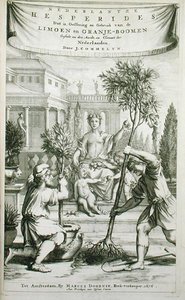 Strona tytułowa z „De Nederlandze Hesperides” Jana Commelina, opublikowana 1676 (rycina) autorstwa Dutch School