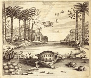 Żółwie jaja wylęgowe z Chin Ilustrowane przez Athanasius Kircher (1601-80) 1667 autorstwa Dutch School