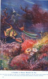 A Paradise of Beauty Beneath the Sea, ilustracja z „Wonders of Land and Sea”, wydanej przez Cassell, Londyn, 1914