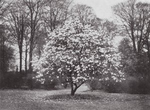 Kew Gardens, ok. 1900 r. (zdjęcie czarno-białe) autorstwa E. J. Wallis