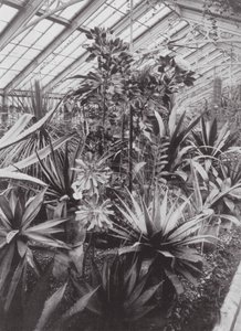 Kew Gardens, ok. 1900 r. (zdjęcie czarno-białe) autorstwa E. J. Wallis