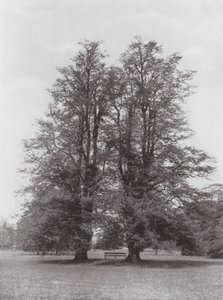 Kew Gardens, ok. 1900 r. (zdjęcie czarno-białe) autorstwa E. J. Wallis