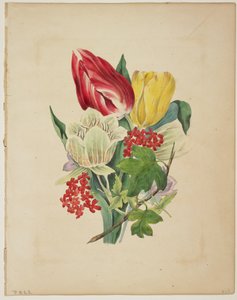 Bukiet tulipanów, z Flora