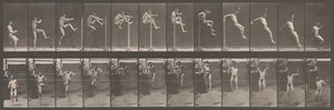 Lokomocja zwierząt. Elektrofotograficzne badanie kolejnych faz zwierząt..., lata 80. XIX wieku. autorstwa Eadweard Muybridge