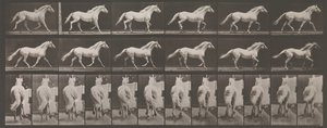 Lokomocja zwierząt. Elektrofotograficzne badanie kolejnych faz zwierząt..., lata 80. XIX wieku. autorstwa Eadweard Muybridge