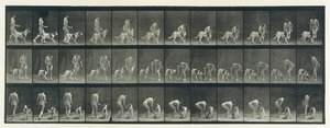Lokomocja zwierząt. Elektrofotograficzne badanie kolejnych faz zwierząt..., lata 80. XIX wieku. autorstwa Eadweard Muybridge