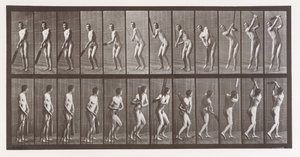 Lokomocja zwierząt. Elektrofotograficzne badanie kolejnych faz zwierząt..., lata 80. XIX wieku. autorstwa Eadweard Muybridge