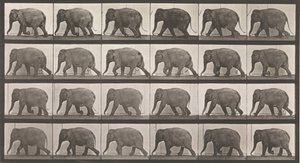 Lokomocja zwierząt. Elektrofotograficzne badanie kolejnych faz zwierząt..., lata 80. XIX wieku. autorstwa Eadweard Muybridge