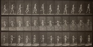 Lokomocja zwierząt, Tablica 174, 1887. autorstwa Eadweard Muybridge