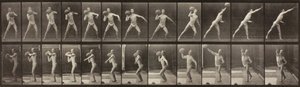 Lokomocja zwierząt, tablica 319, 1887. autorstwa Eadweard Muybridge