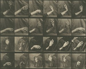 Lokomocja zwierząt, tablica 535, 1887. autorstwa Eadweard Muybridge